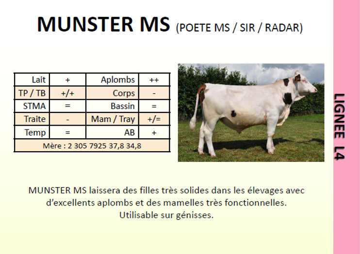 Munster MS