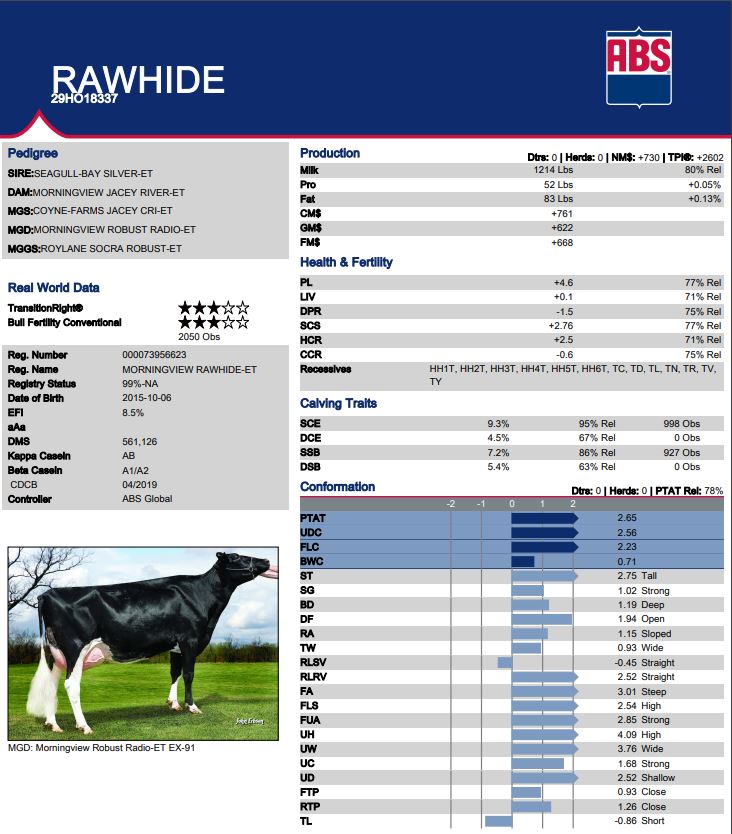 Rawhide